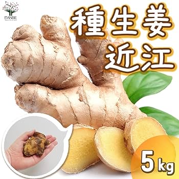 ivy様 種生姜(200～300g)5kg ivy様 種生姜(200～300g)5kg ivy様 種生姜(200～300g)5kg